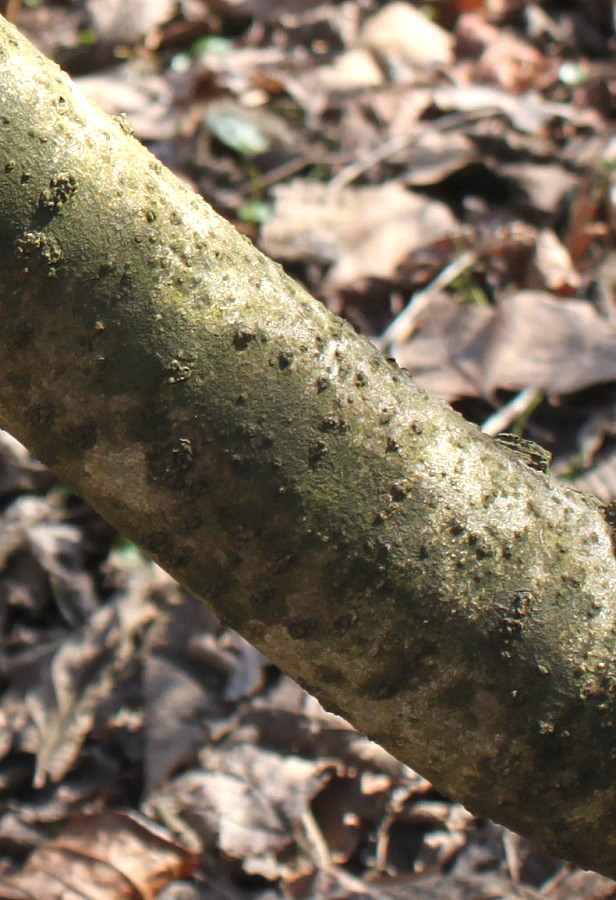 Image of Hamamelis mollis specimen.