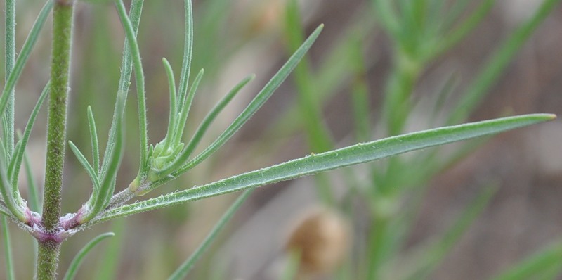 Image of Plantago arenaria specimen.