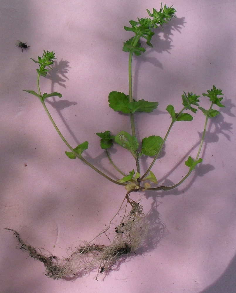 Image of Veronica arvensis specimen.