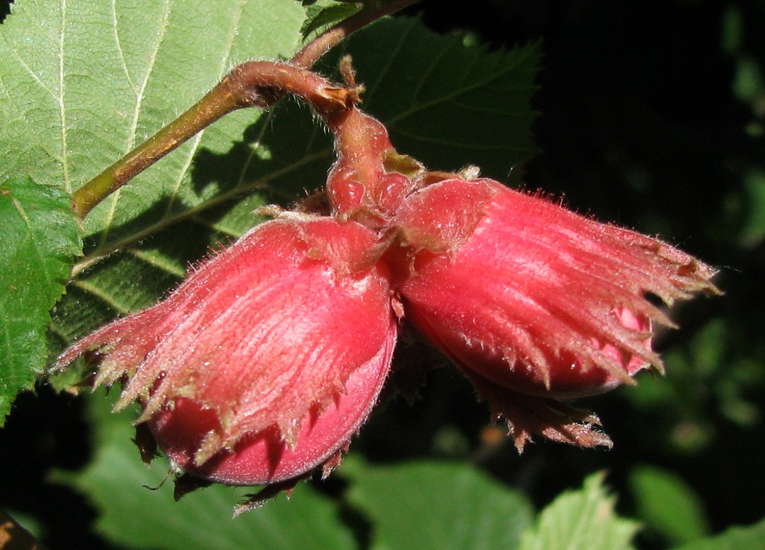 Изображение особи Corylus maxima.