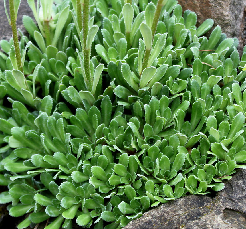 Image of genus Saxifraga specimen.