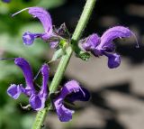 Salvia pratensis. Часть соцветия. Германия, г. Krefeld, Ботанический сад. 02.06.2013.