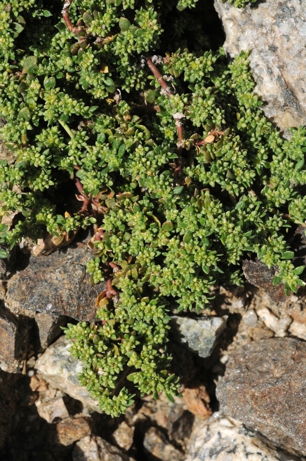 Image of Herniaria caucasica specimen.