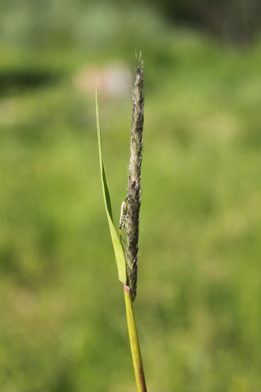 Image of genus Alopecurus specimen.