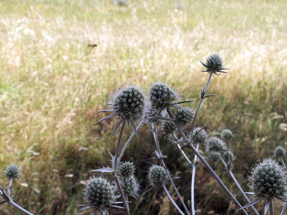 Изображение особи Eryngium macrocalyx.