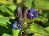 Gentiana cruciata. Верхушечное соцветие. Украина, Закарпатская обл., Воловецкий р-н, седловина Воловецкого перевала. 24 июля 2013 г.