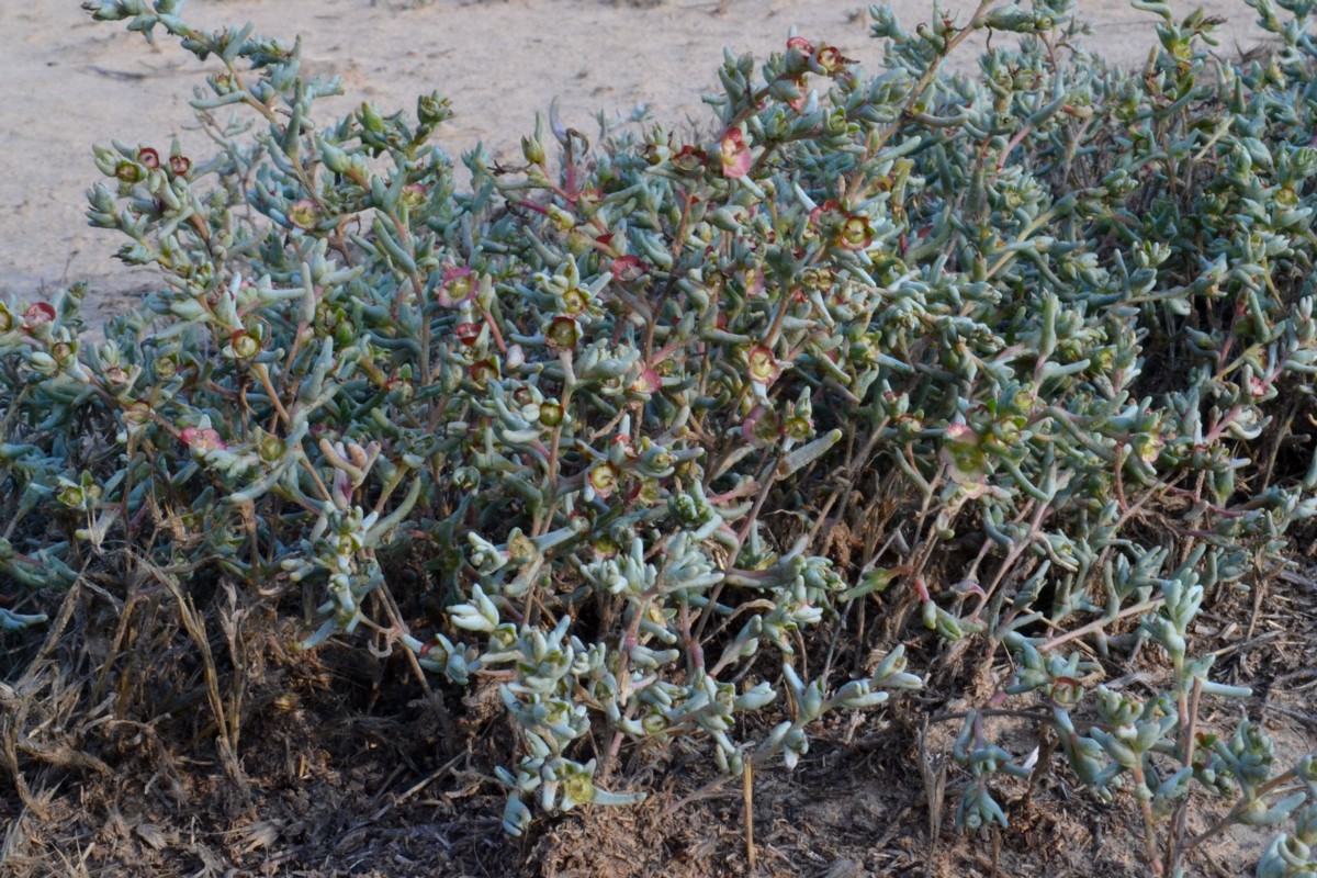 Image of Salsola acutifolia specimen.