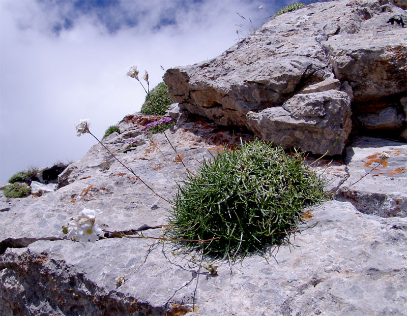 Image of Gypsophila tenuifolia specimen.