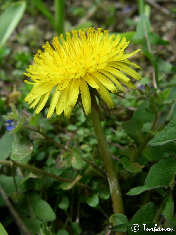 Изображение особи Taraxacum officinale.