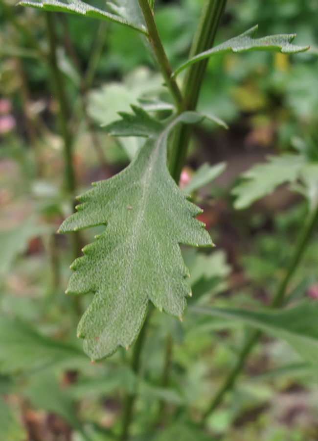 Image of genus Chrysanthemum specimen.