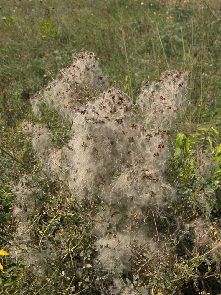 Image of Clematis lathyrifolia specimen.