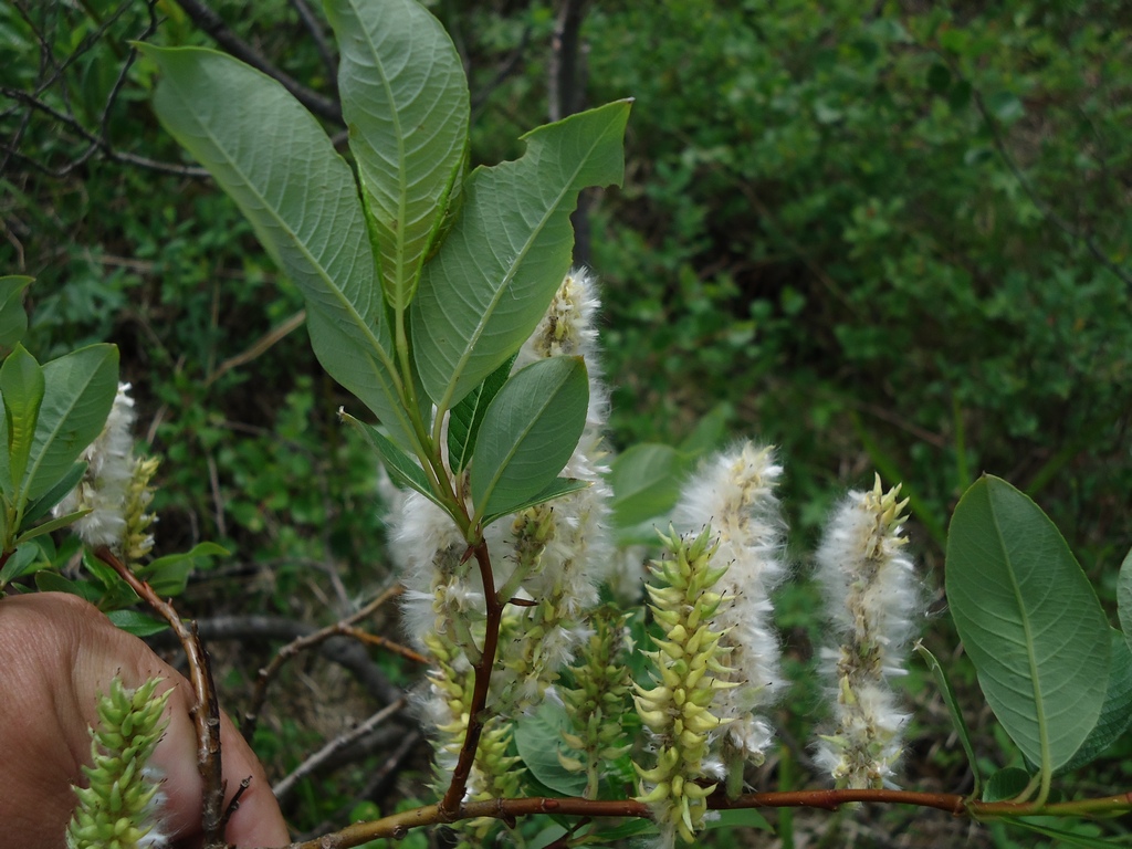 Изображение особи Salix pulchra.