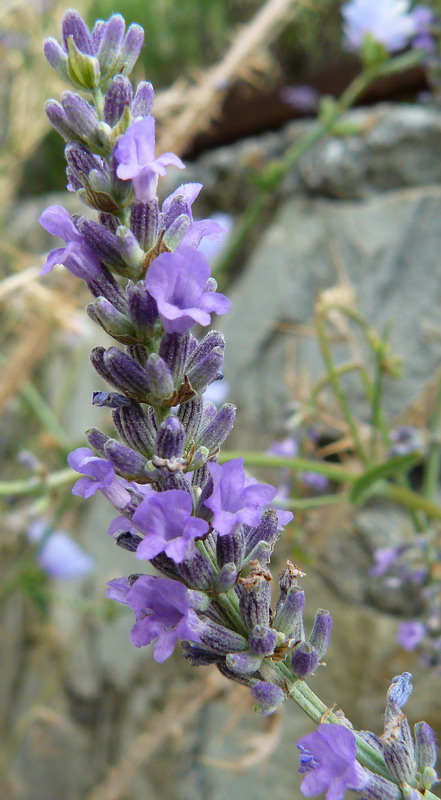 Image of Lavandula angustifolia specimen.