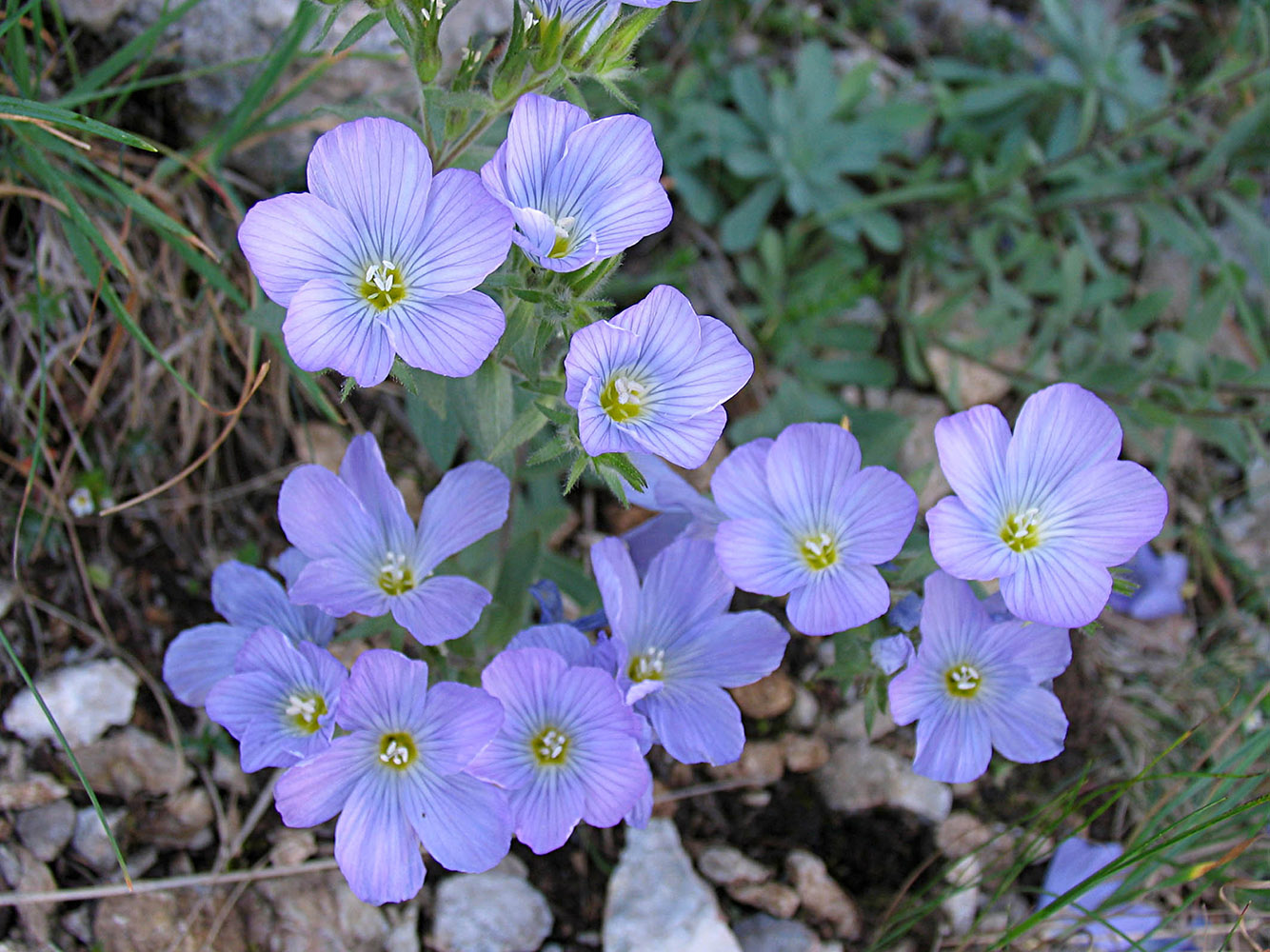 Image of Linum lanuginosum specimen.