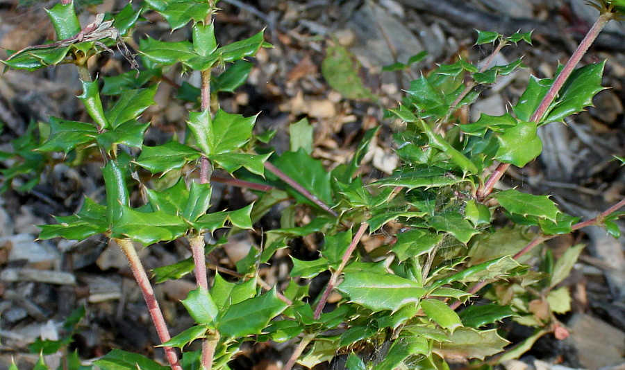 Image of Berberis darwinii specimen.