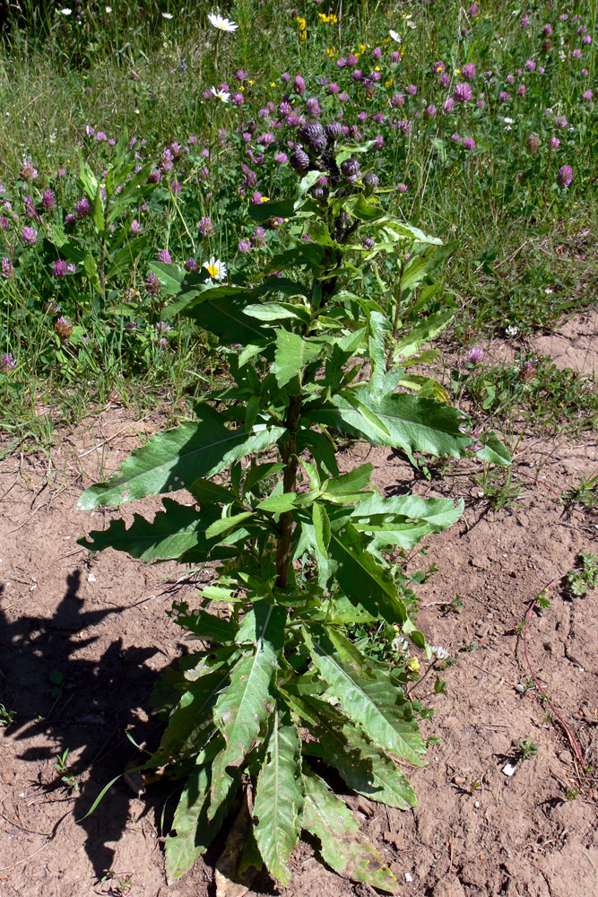 Image of Cirsium setosum specimen.