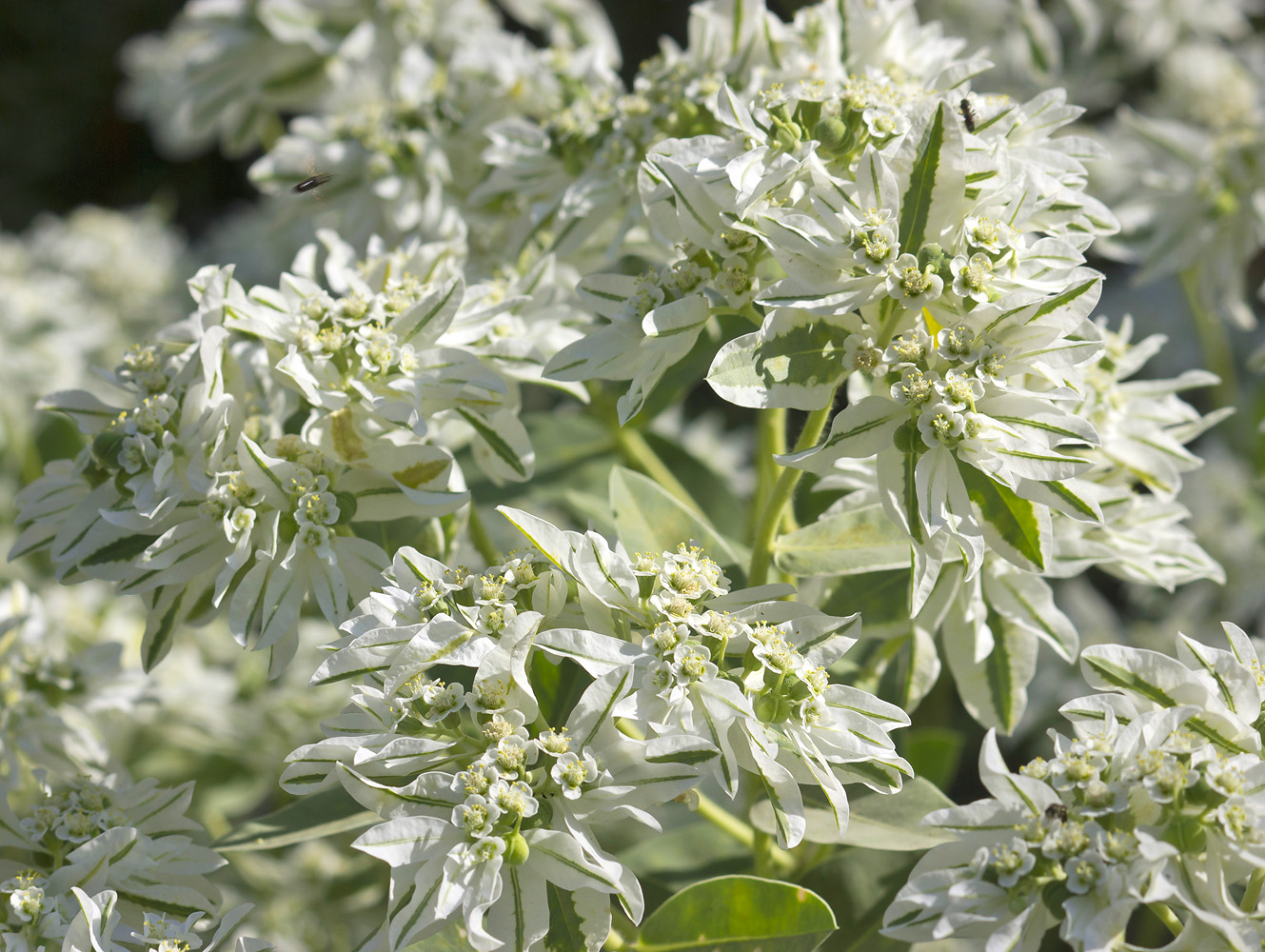 Изображение особи Euphorbia marginata.