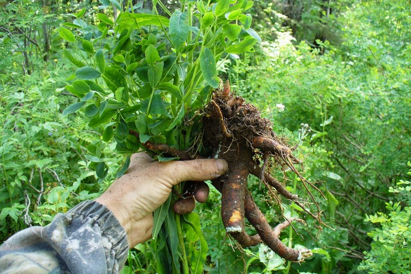 Image of Euphorbia pilosa specimen.