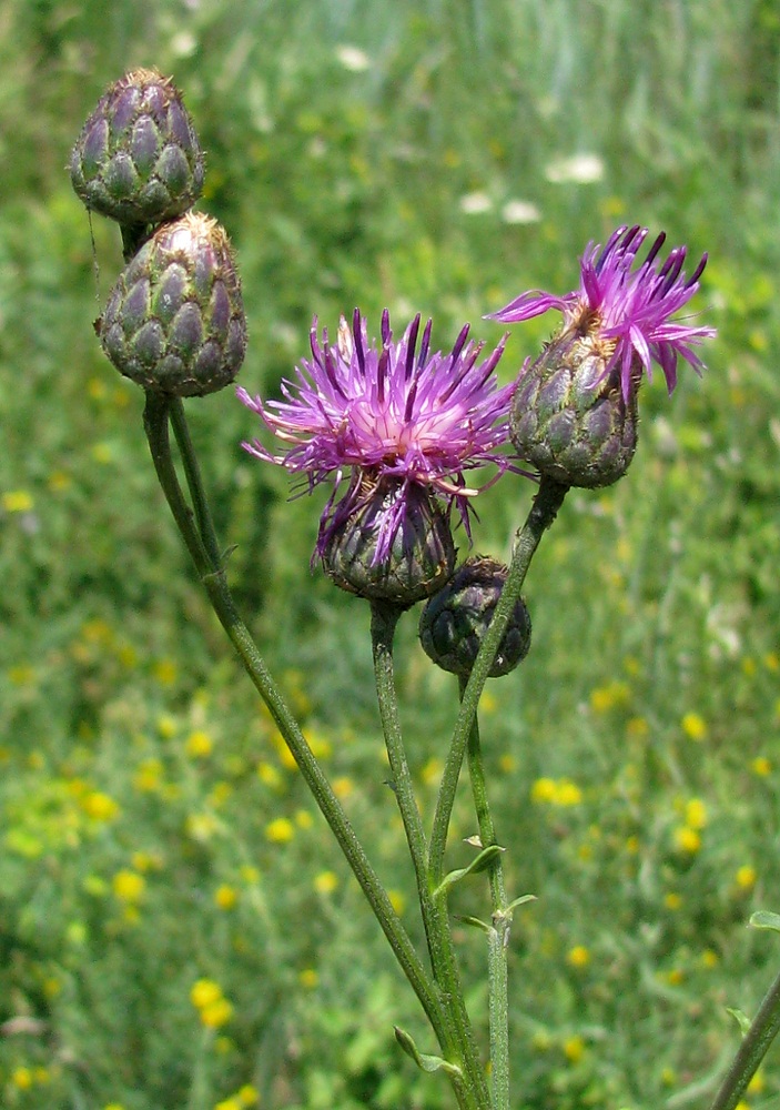 Изображение особи Centaurea adpressa.