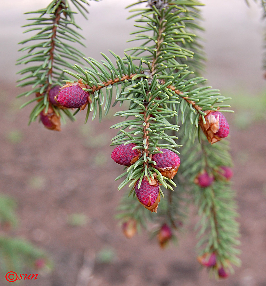 Image of Picea pungens specimen.