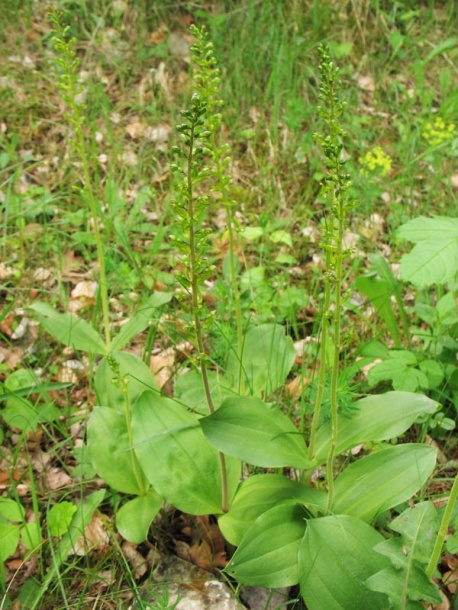 Изображение особи Listera ovata.