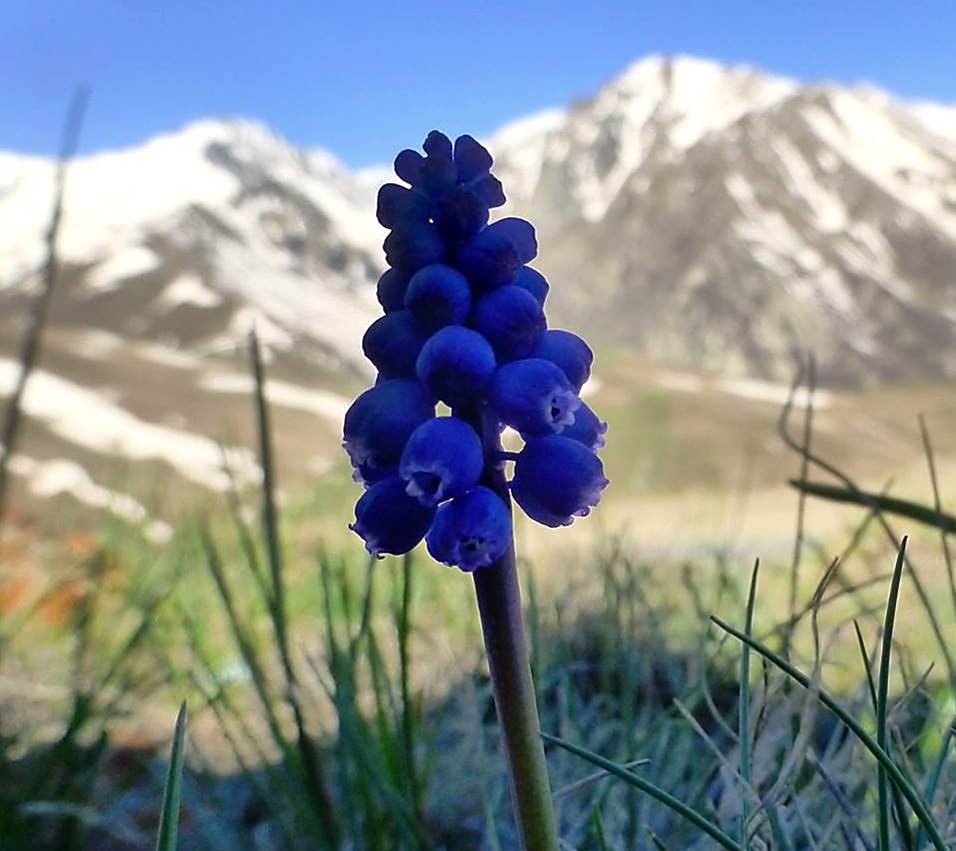 Image of Muscari armeniacum specimen.