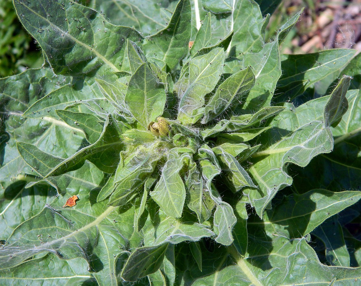 Image of Hyoscyamus niger specimen.