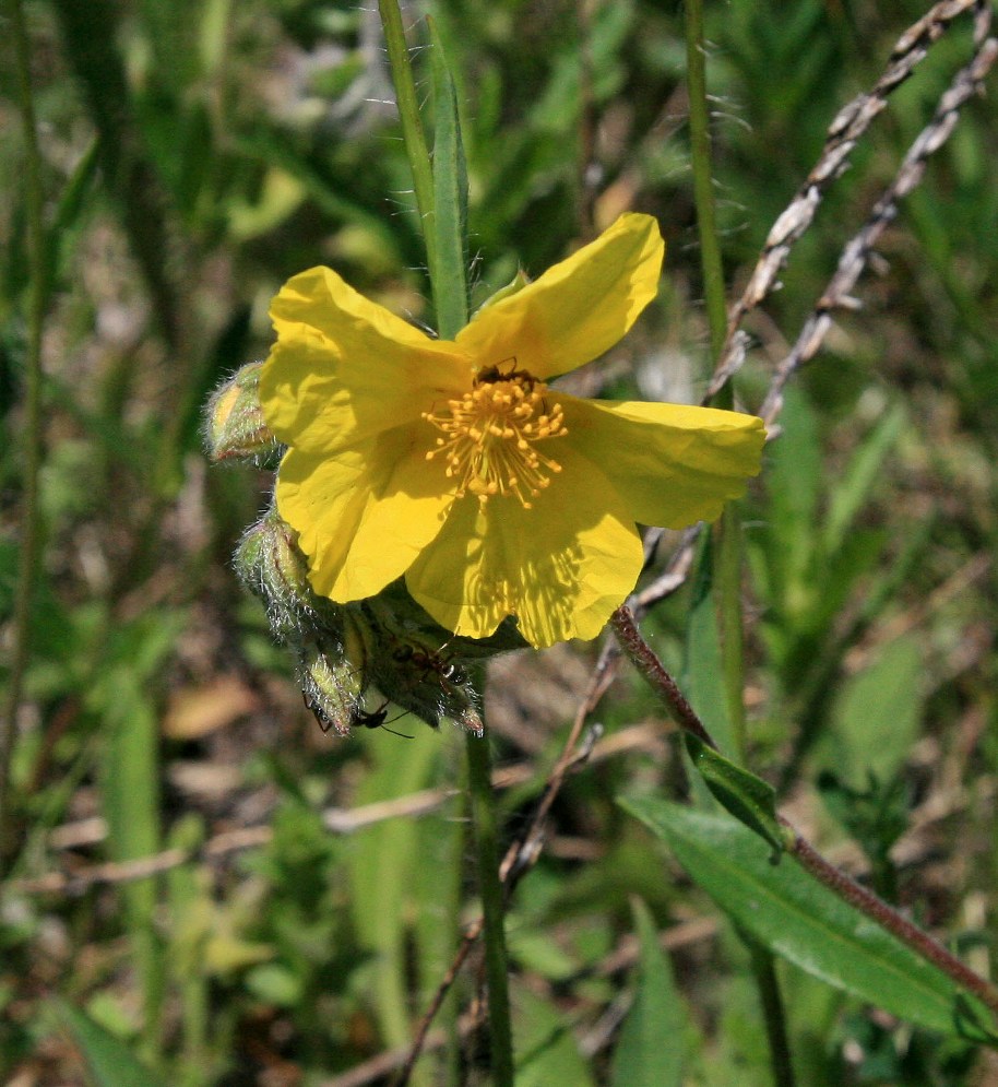 Image of Helianthemum nitidum specimen.