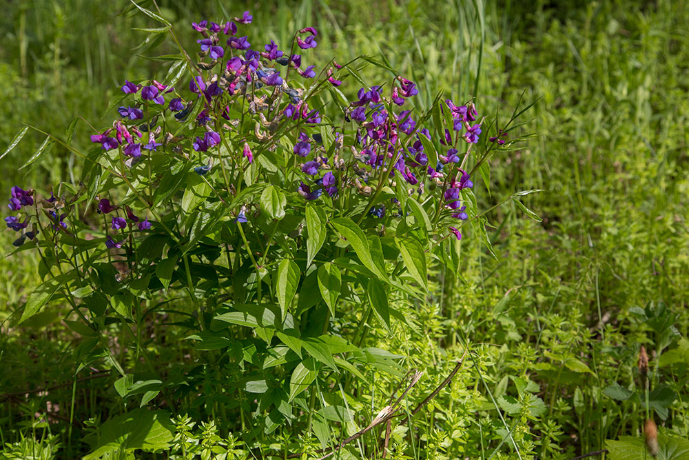 Изображение особи Lathyrus vernus.