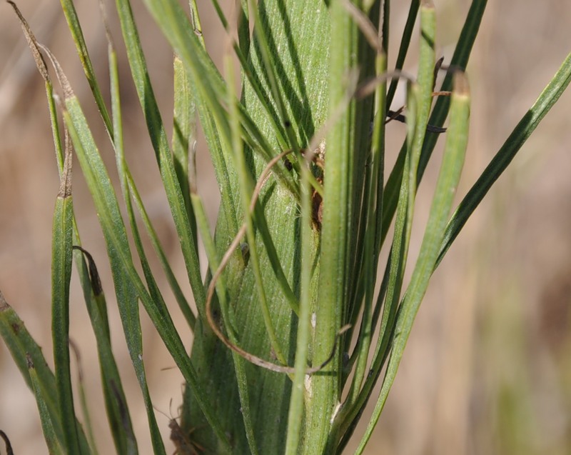 Image of Tolpis virgata specimen.