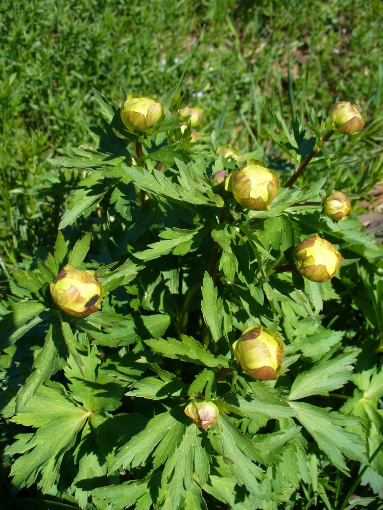 Изображение особи Trollius europaeus.