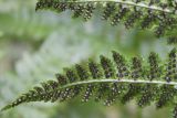 Dryopteris carthusiana. Нижняя сторона вайи (фрагмент) с сорусами спорангиев, прикрытых почковидным покрывальцем. Архангельская обл., Приморский р-н, приручьевой ельник. Конец августа.