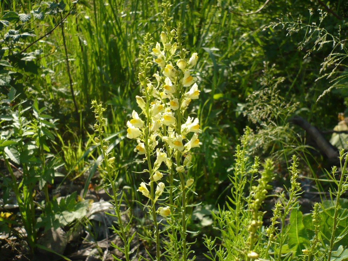 Image of Linaria vulgaris specimen.