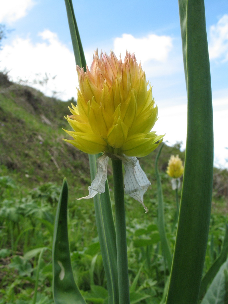 Image of Allium semenowii specimen.