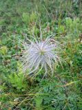 Pulsatilla scherfelii