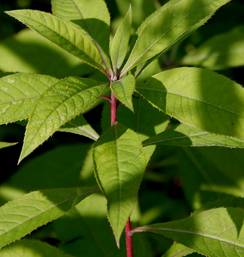 Image of Vernonia noveboracensis specimen.