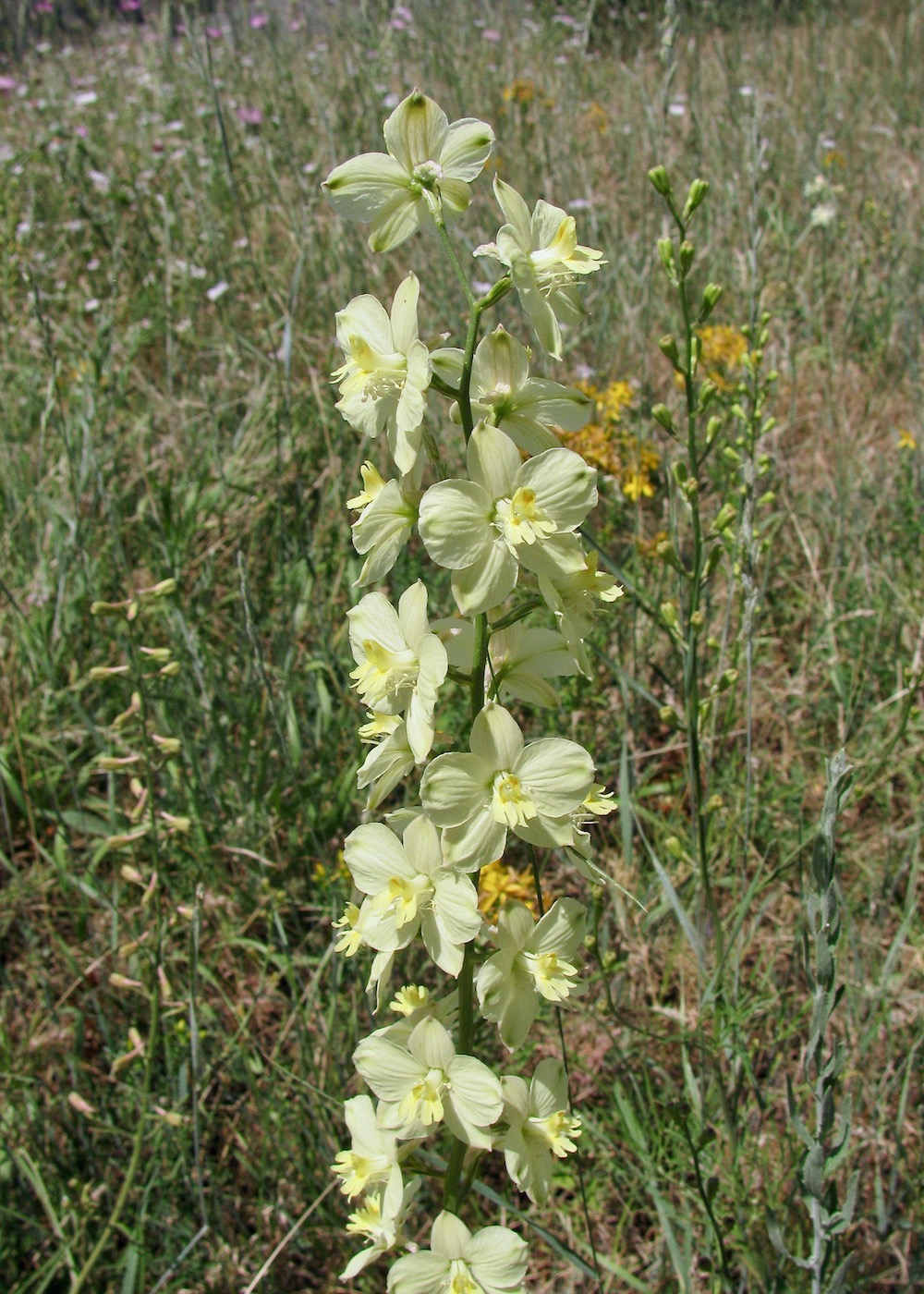 Image of Delphinium semibarbatum specimen.