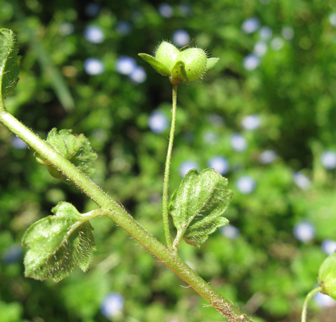 Image of Veronica persica specimen.