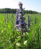 Ajuga reptans