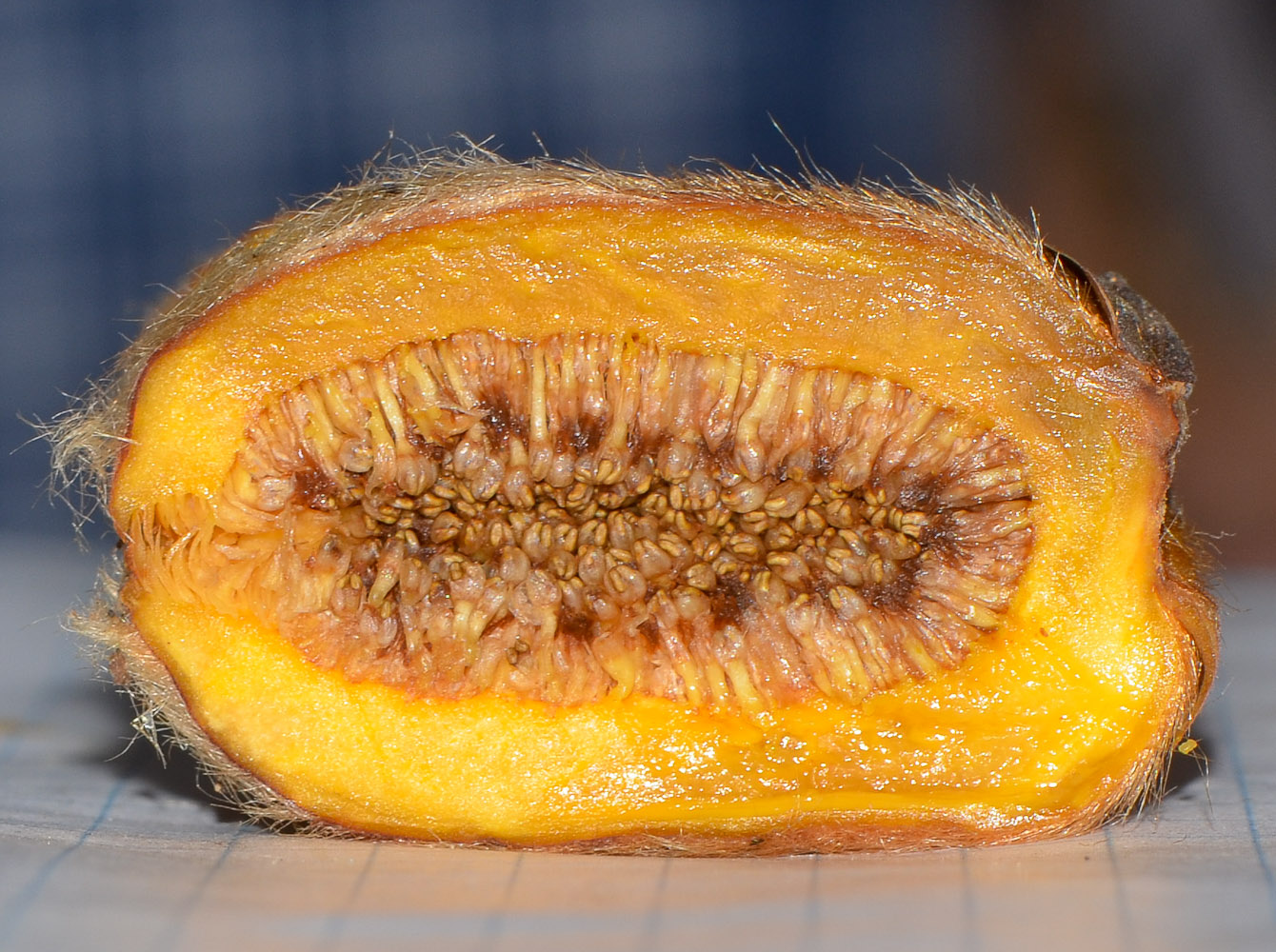 Image of Ficus saussureana specimen.