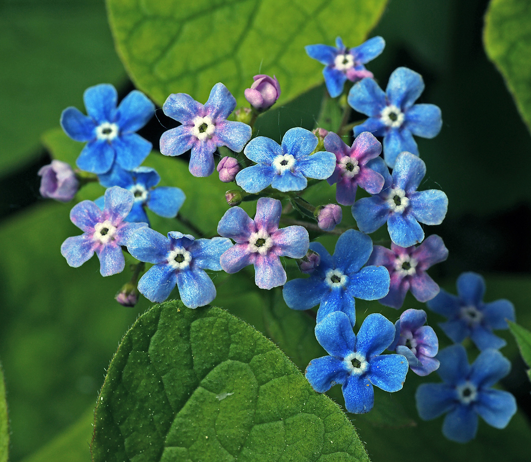 Изображение особи Brunnera sibirica.