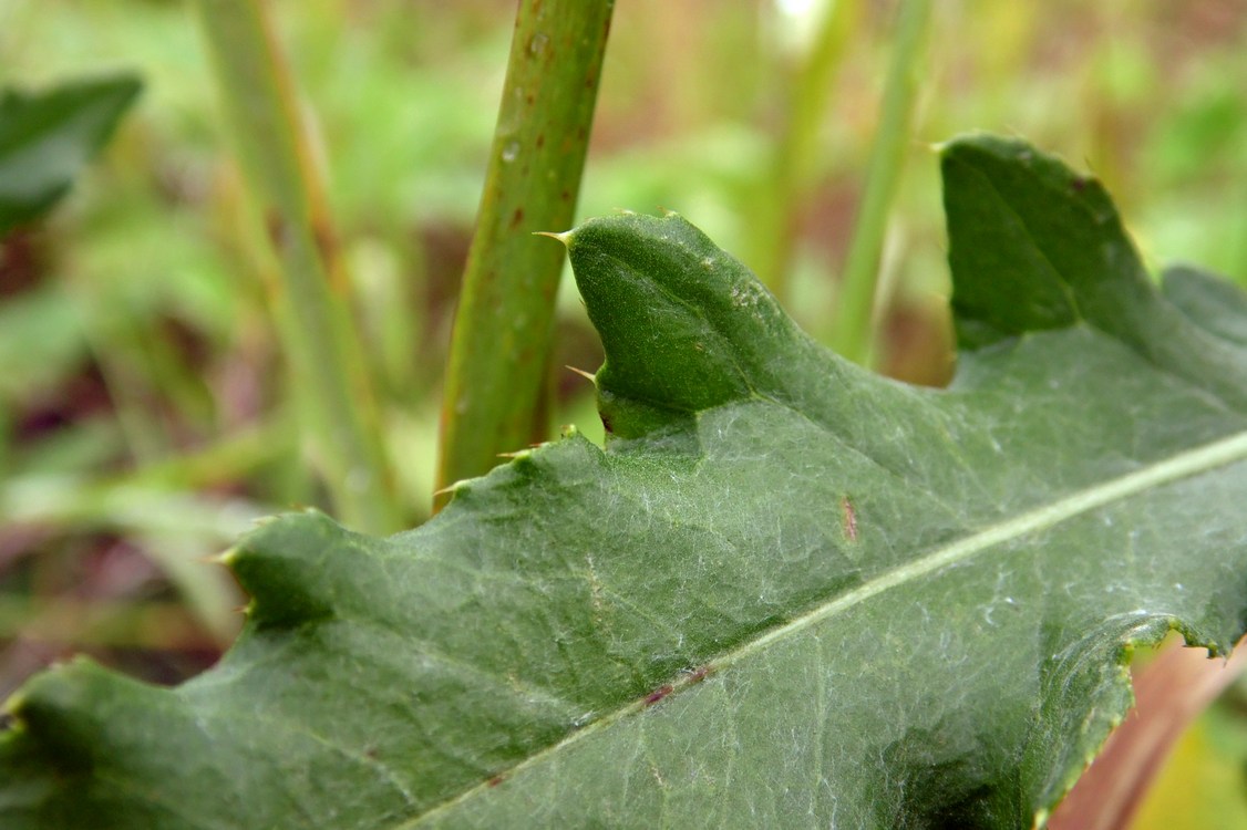 Изображение особи Cirsium setosum.