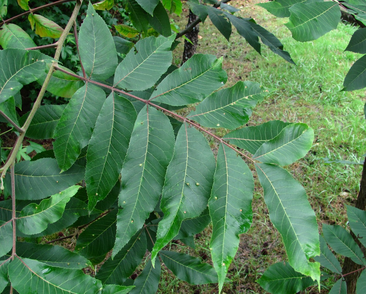 Image of familia Juglandaceae specimen.