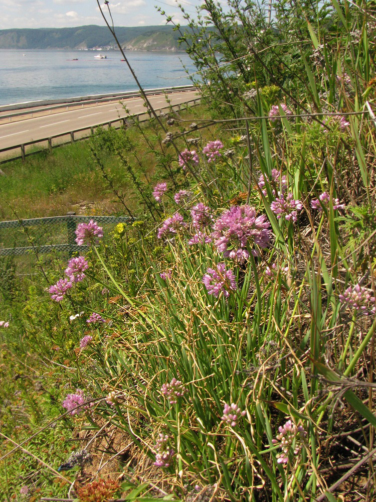 Image of Allium senescens specimen.