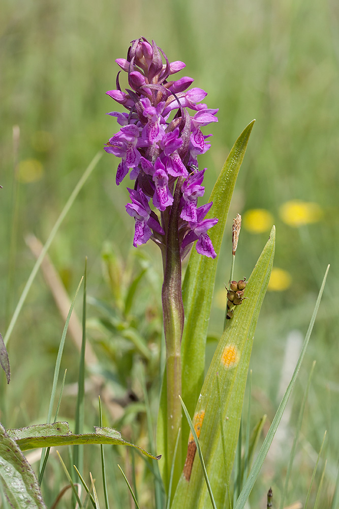 Изображение особи Dactylorhiza incarnata.