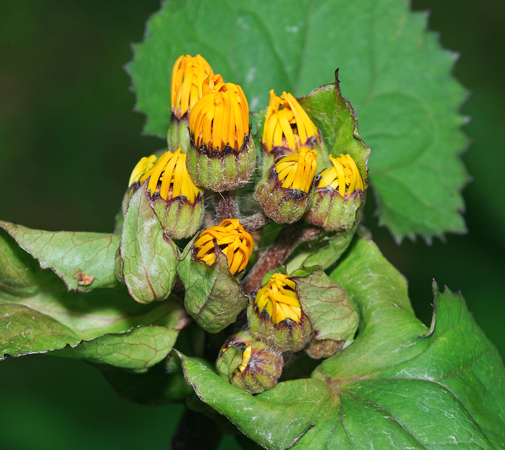 Изображение особи Ligularia dentata.