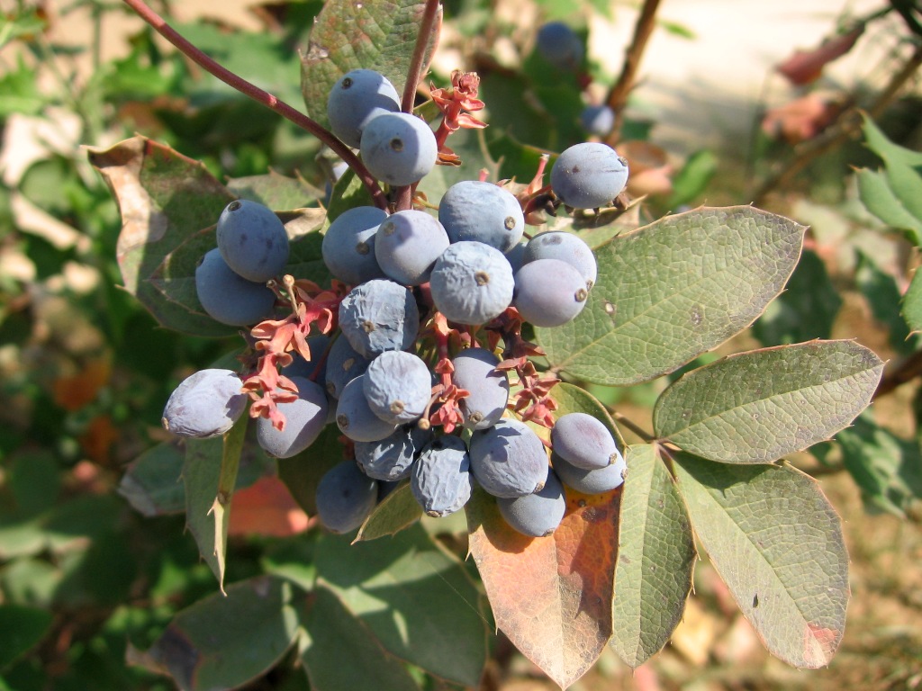 Image of genus Mahonia specimen.