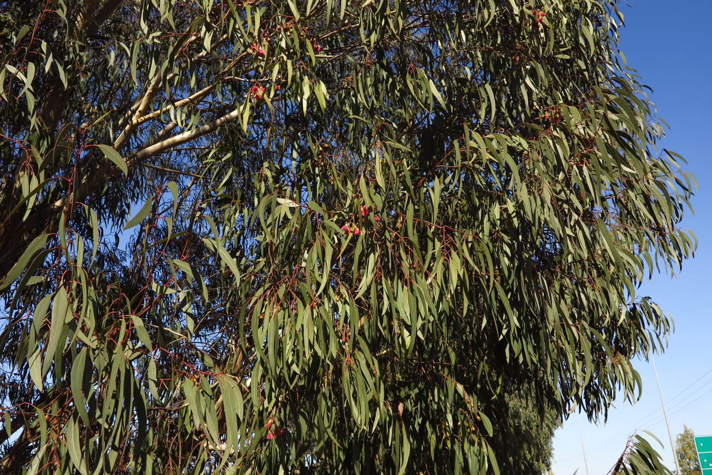 Image of Eucalyptus leucoxylon specimen.