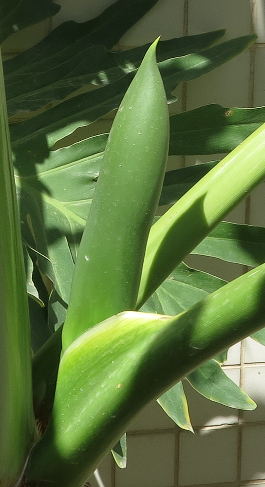 Image of Philodendron bipinnatifidum specimen.