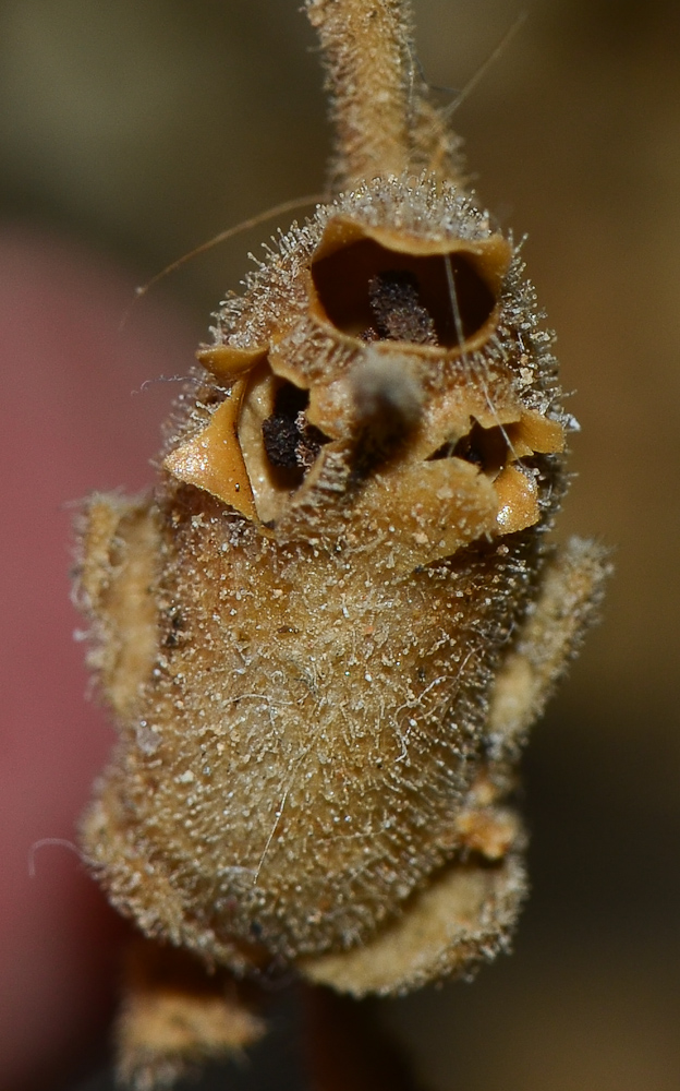 Image of Antirrhinum majus specimen.